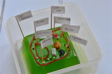 We did not find results for: Cell biology for kids - Plant cell model - Science Sparks