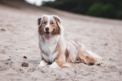 Are All Australian Shepherds Crazy 7 Things You Need To Know Before