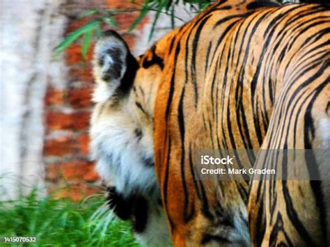 Tiger Back 2 Disneys Animal Kingdom Stock Photo Download Image Now