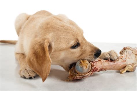 3 however, large and giant breeds shouldn't be fed as adults until they reach around 1 to 2 years — depending upon the breed. Les chiens doivent-ils manger de la viande crue ? | Les ...
