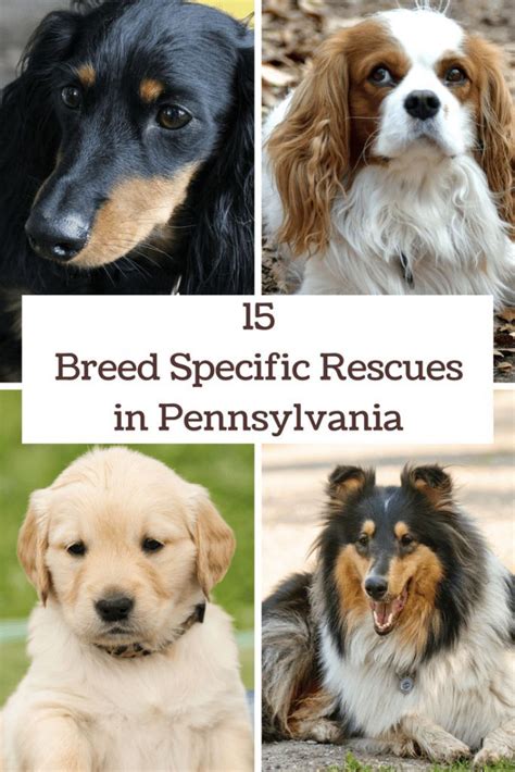 15 Breed Specific Rescues In Pennsylvania Iris And Honey Rescue