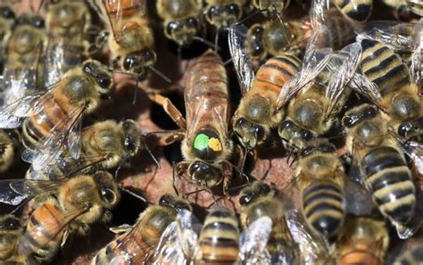 Russian Honey Bee Alchetron The Free Social Encyclopedia