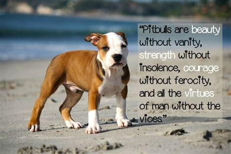 Pitbull Puppy Love Quotes About Pitbulls Puppy Love Quotes Pitbull