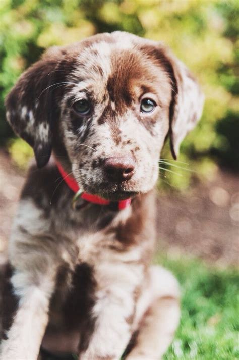 Male german shorthaired pointers stand between 23 and 25 inches at the shoulder and weigh anywhere from 55. German Shorthaired Pointer Lab Puppies