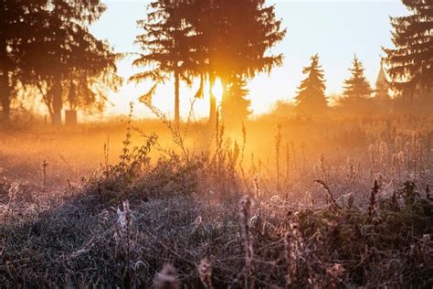 Premium Photo Field With Dew In The Morning At Sunrise