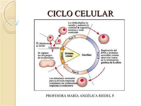 Biologia Temas De Noveno Ciclo Celular Y Fases