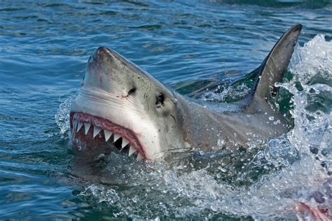 Scuba Divers Beware – The Top 5 Dangerous Sea Creatures