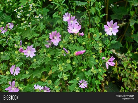 Wild Mallow Summer Image And Photo Free Trial Bigstock