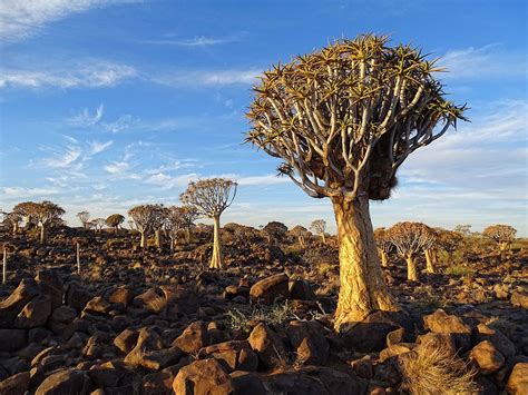 Quiver Tree Forest Wikipedia