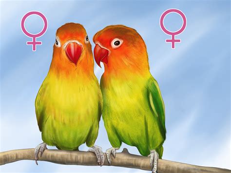 Lovebird Sex Mature Tits Moves