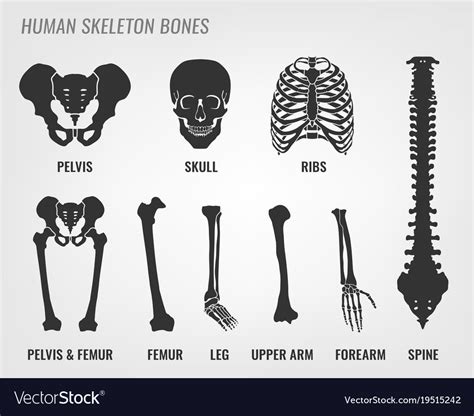 Human Skeleton Bones Royalty Free Vector Image