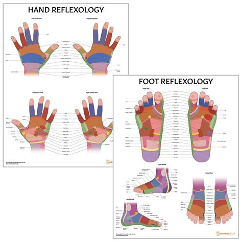 Reflexology 2 Poster Bundle Laminated Hand Foot Massage
