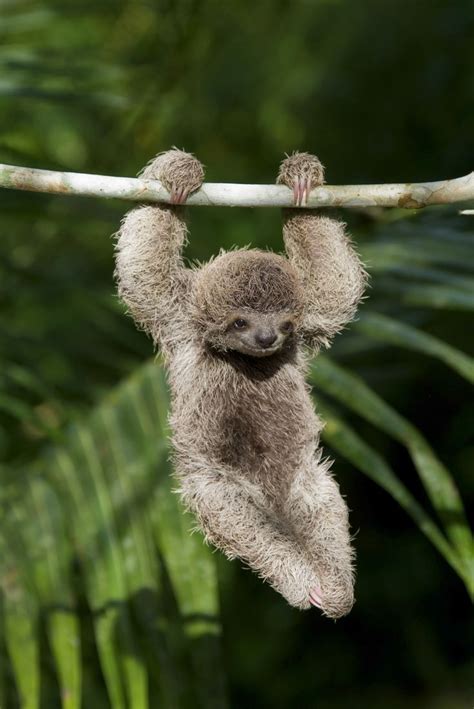 Cute Baby Tropical Rainforest Animals Tracey Garrett