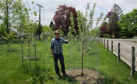 Fruit Tree Orchard And Berry Patch Installation Natural Landscaping
