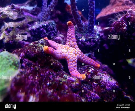 Beautiful Reef Aquarium Scene With Red Seastar Stock Photo Alamy