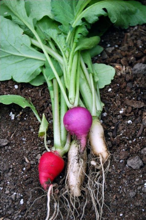 Top 10 Fast Growing Vegetables You Can Harvest In No Time