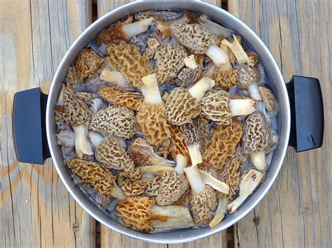 Large Morel Mushrooms - All Mushroom Info