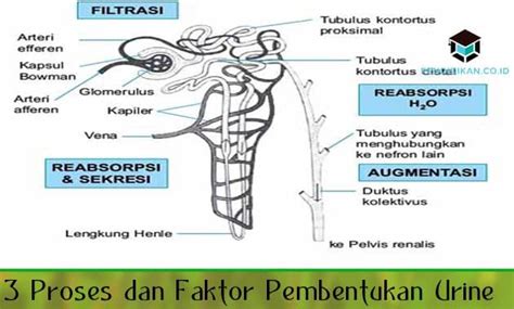 √ 3 Proses dan Faktor Pembentukan Urine
