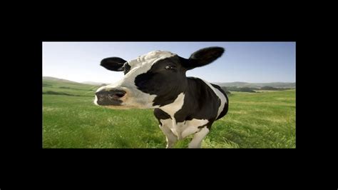 Sound Effect Efectos De Sonido Cows Vacas Youtube