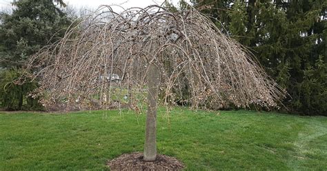 How To Grow Weeping Cherry Tree From Cutting