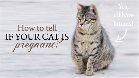 How To Tell If Your Cat Is Pregnant Catological
