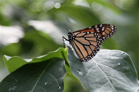 Monarch Butterfly Danaus Plexippus Tyler Arboretum Media Flickr
