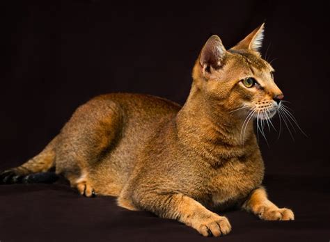 Domestic Cat Breeds That Look Like Wild Cats Catwalls
