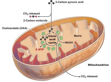 Nerve and muscle cells (both enter g zero once fully formed; Chapter 22 Metabolism and Energetics at Rochester ...