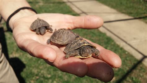 Baby Box Turtle Habitat Babies Tips