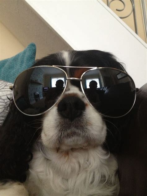 Cool Dog Sunglasses
