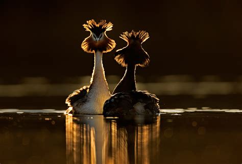 British Wildlife Photography Awards 2015 The Best Of Britain By