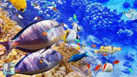 Peaceful Coral Reef Fish And The Most Relaxing Aquarium Music Youtube