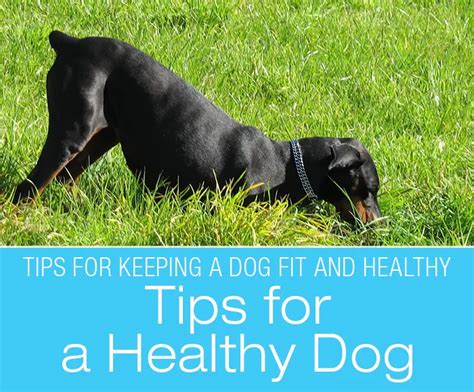Tips For A Healthy Dog Keeping Your Dog Fit And Healthy Healthy Dogs