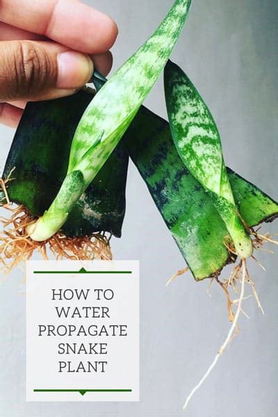 How To Propagate Snake Plant Or Sansevieria In Water