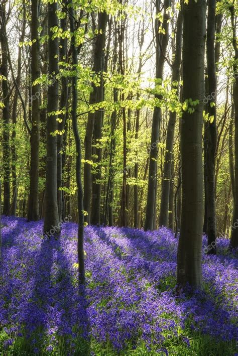 Stunning Bluebell Flowers In Spring Forest Landscape — Stock Photo