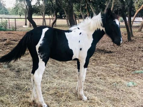 pinto clydesdale horses  sale