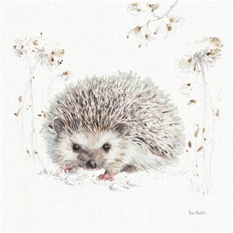 Hedgehog Wall Art And Canvas Prints Hedgehog Panoramic Photos Posters