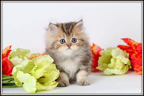 We are all on break time until late sprin. Shaded Golden Teacup Persian Kitten, Teacup kittens for ...