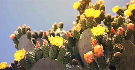 The prickly pear can be used as a natural alternative to antacids, to lower cholesterol and triglyceride levels, and more imporatant it can treat. Prickly Pear (Nagphani) Information and Uses - bimbima