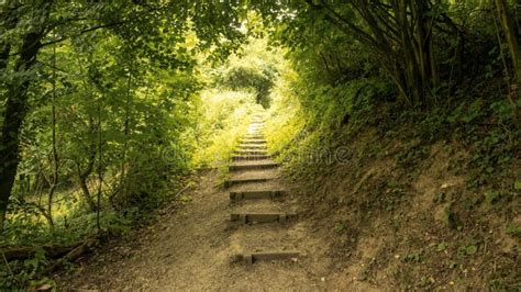 Quiet Scene In The Green Forest With Path With Wooden Steps Stock Image