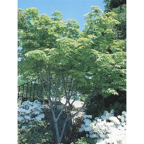715 Gallon Red Japanese Maple Feature Tree In Pot With Soil L4163