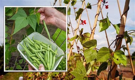 When To Plant Runner Beans How To Sow Runner Beans In June For An
