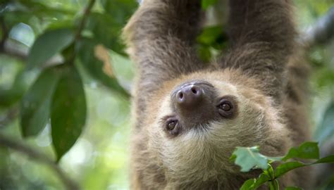 They feed on animals that live in the trees, like sloths, monkeys, opossums, and some. Facts for Kids: Rainforest Animals | Sciencing