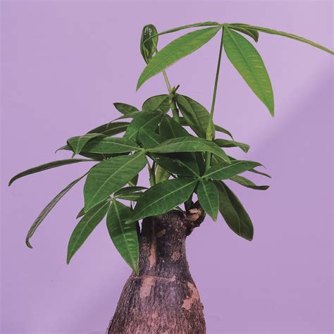 Money Tree Care Water Sunlight And Soil Tips To Help It Grow