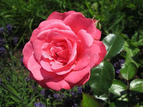 Buy Bella Rosa ® Floribunda Rose Agel Rosen