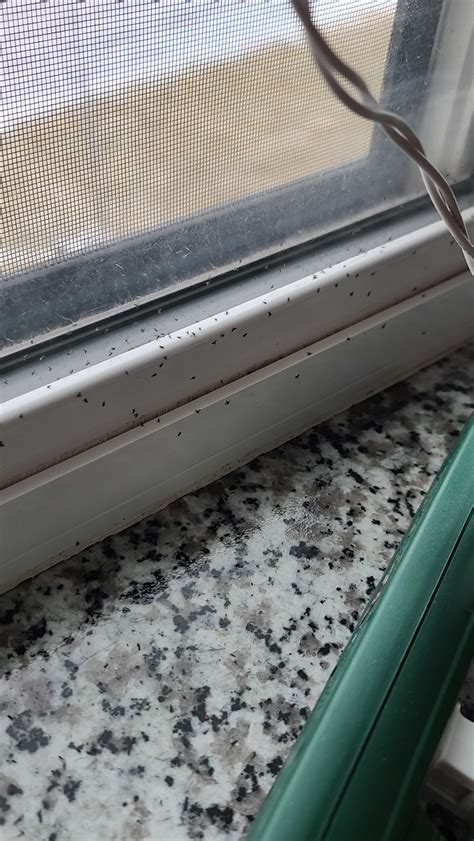 Tiny Black Bugs In Window Sill In North Dakota Winter 735282 Ask