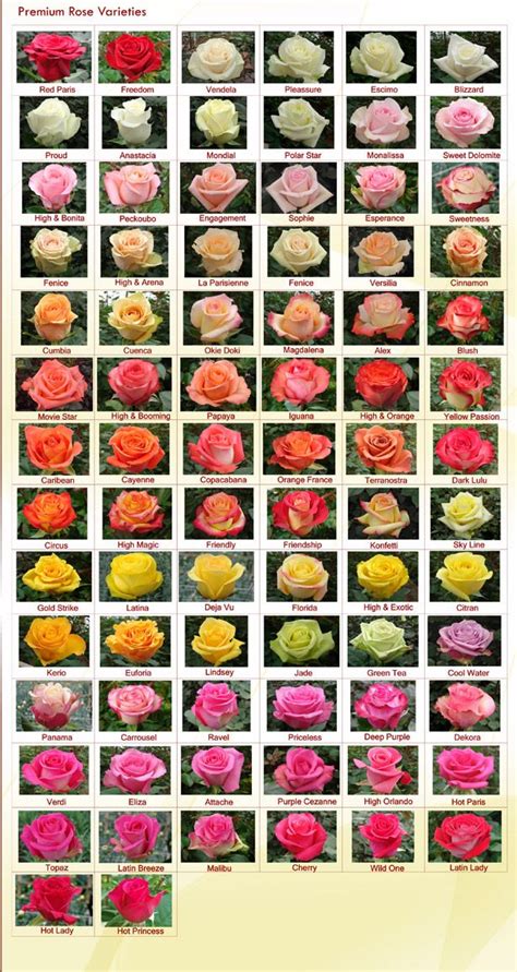 Rose Varieties Rainforest Farms And Bouquets Rose Varieties Flower