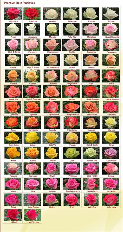 Over 92,146 cut flowers pictures to choose from, with no signup needed. Rose Varieties - RAINFOREST FARMS & BOUQUETS … | Rose ...