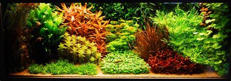 Here are three of the emersed aquatic plants in the philippines. 7 Aquascaping Styles for Aquariums | The Aquarium Guide