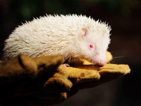 Rare Albino Animals Photo 1 Pictures Cbs News